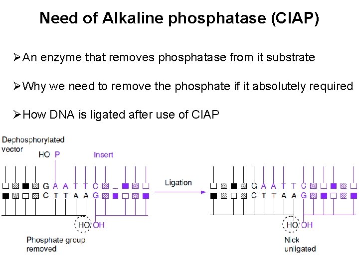 Need of Alkaline phosphatase (CIAP) ØAn enzyme that removes phosphatase from it substrate ØWhy