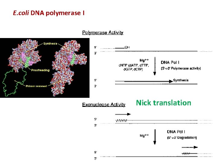 E. coli DNA polymerase I Nick translation 