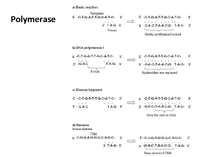 Polymerase 