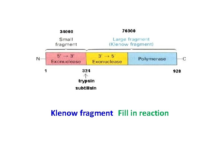Klenow fragment Fill in reaction 