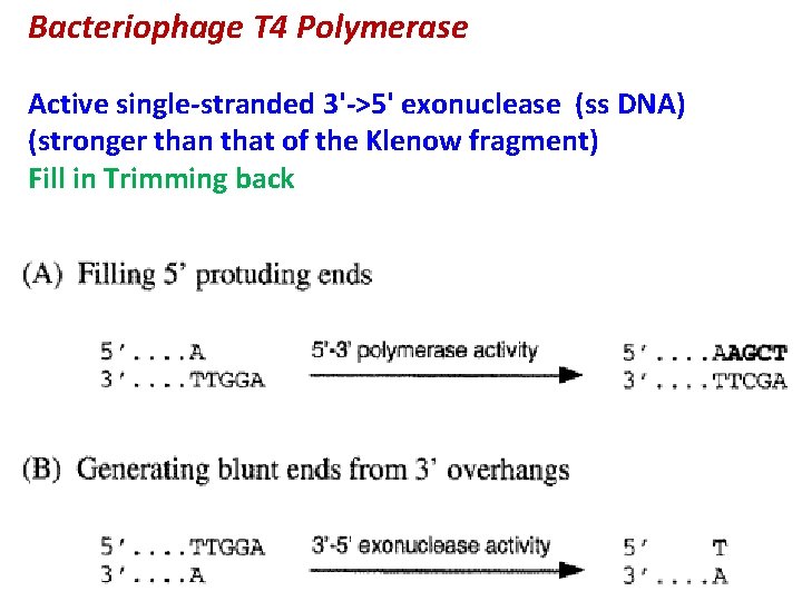 Bacteriophage T 4 Polymerase Active single-stranded 3'->5' exonuclease (ss DNA) (stronger than that of