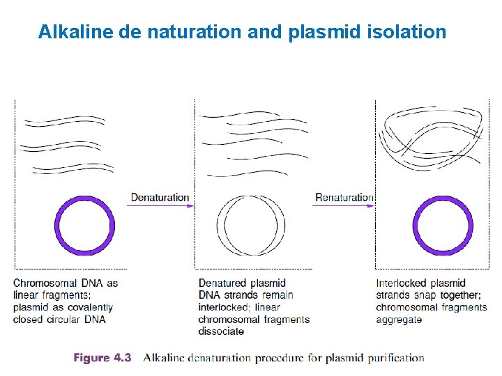 Alkaline de naturation and plasmid isolation 