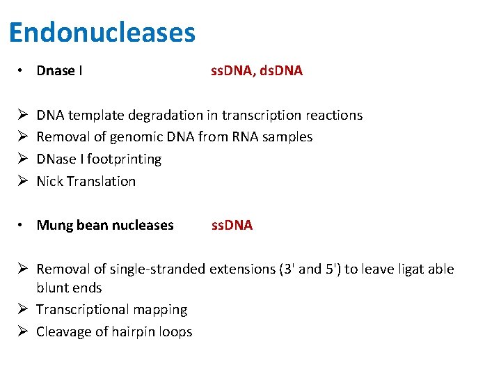 Endonucleases • Dnase I Ø Ø ss. DNA, ds. DNA template degradation in transcription