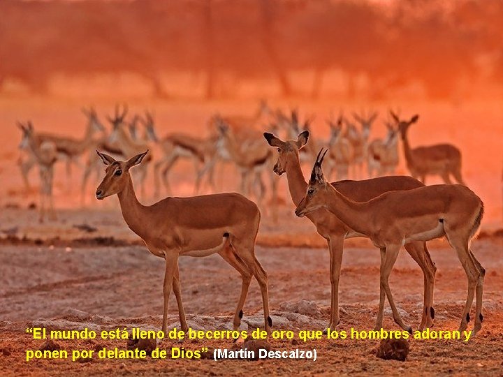 “El mundo está lleno de becerros de oro que los hombres adoran y ponen