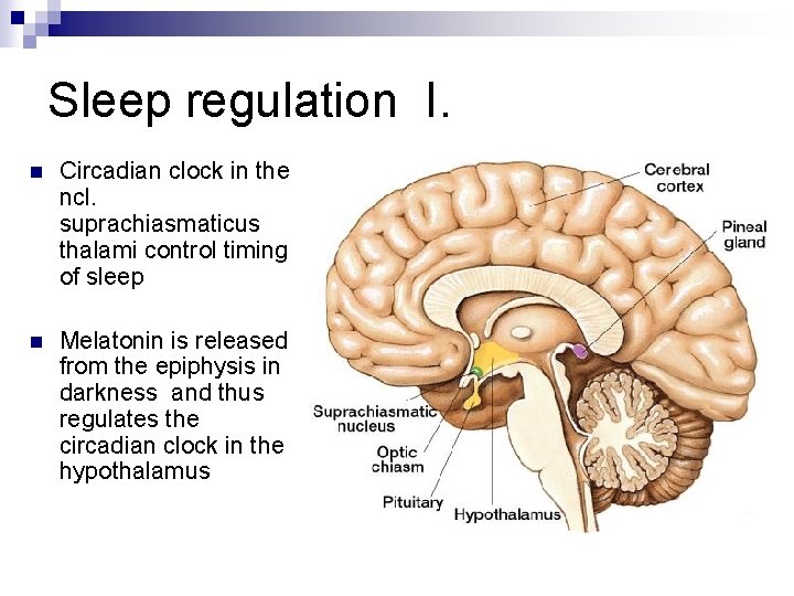 Sleep regulation I. n Circadian clock in the ncl. suprachiasmaticus thalami control timing of