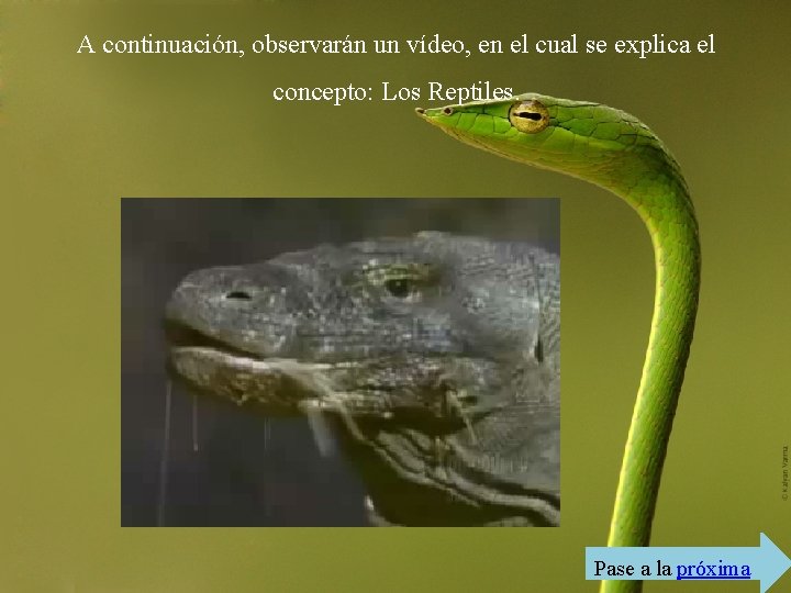 A continuación, observarán un vídeo, en el cual se explica el concepto: Los Reptiles.