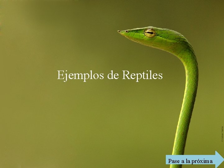 Ejemplos de Reptiles Pase a la próxima 