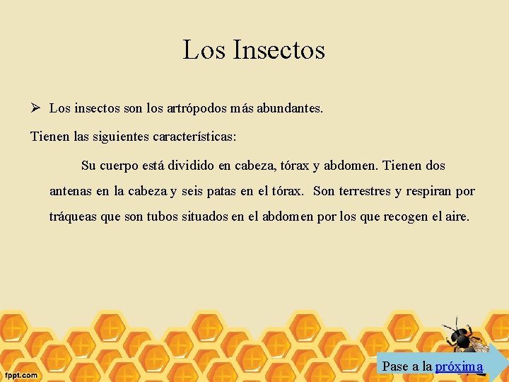 Los Insectos Ø Los insectos son los artrópodos más abundantes. Tienen las siguientes características: