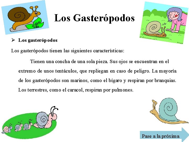 Los Gasterópodos Ø Los gasterópodos tienen las siguientes características: Tienen una concha de una