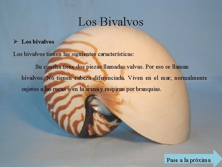 Los Bivalvos Ø Los bivalvos tienen las siguientes características: Su concha tiene dos piezas