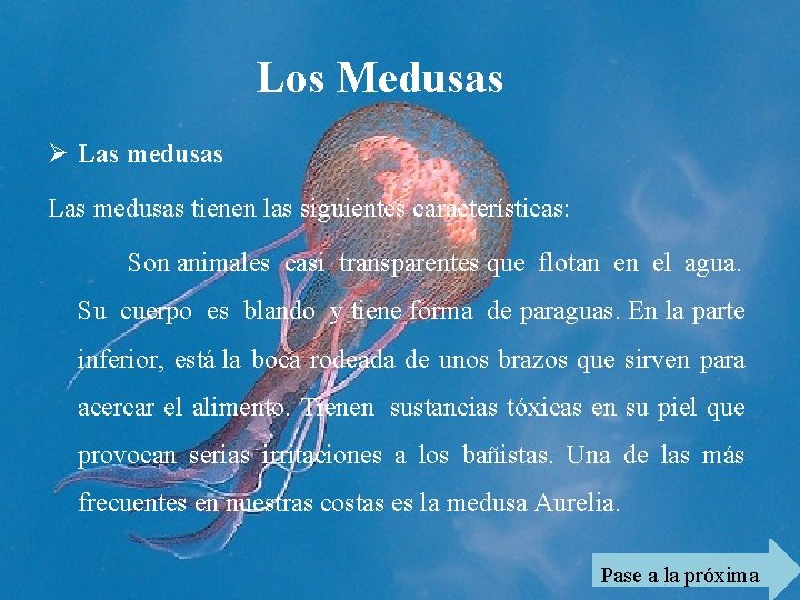 Los Medusas Ø Las medusas tienen las siguientes características: Son animales casi transparentes que