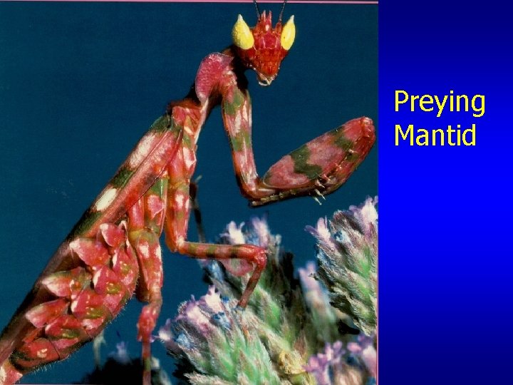 Preying Mantid 