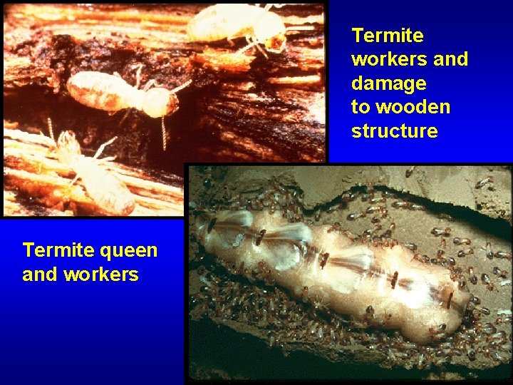 Termite workers and damage to wooden structure Termite queen and workers 