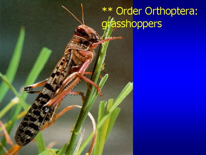 ** Order Orthoptera: grasshoppers 