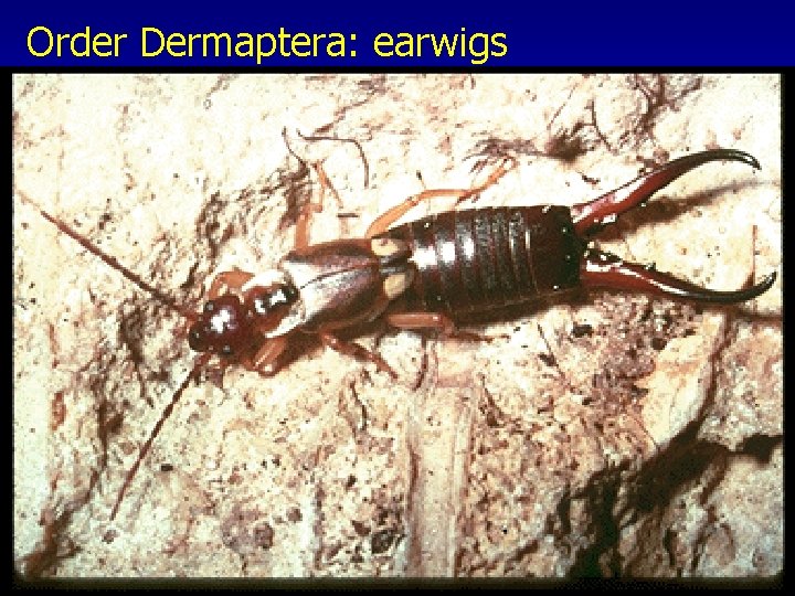 Order Dermaptera: earwigs 