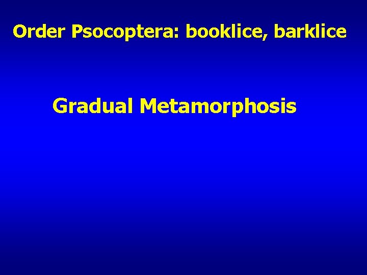 Order Psocoptera: booklice, barklice Gradual Metamorphosis 