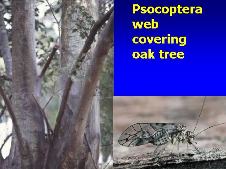 Psocoptera web covering oak tree 