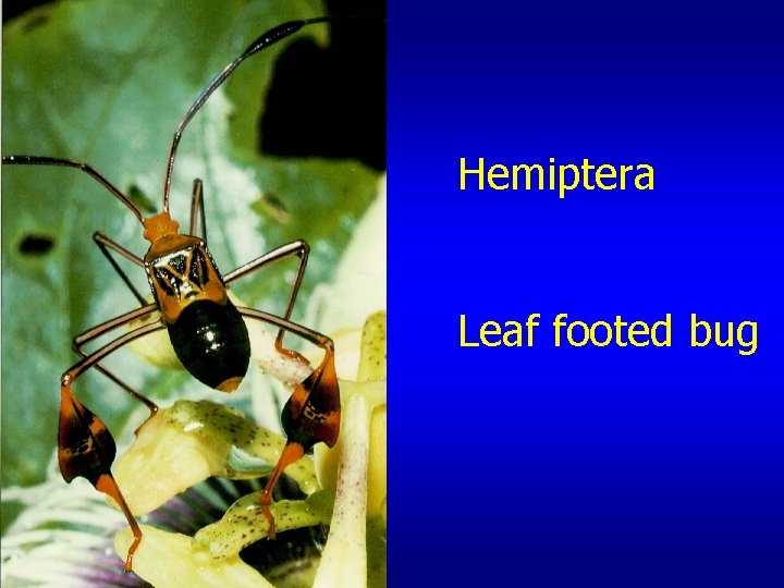 Hemiptera Leaf footed bug 