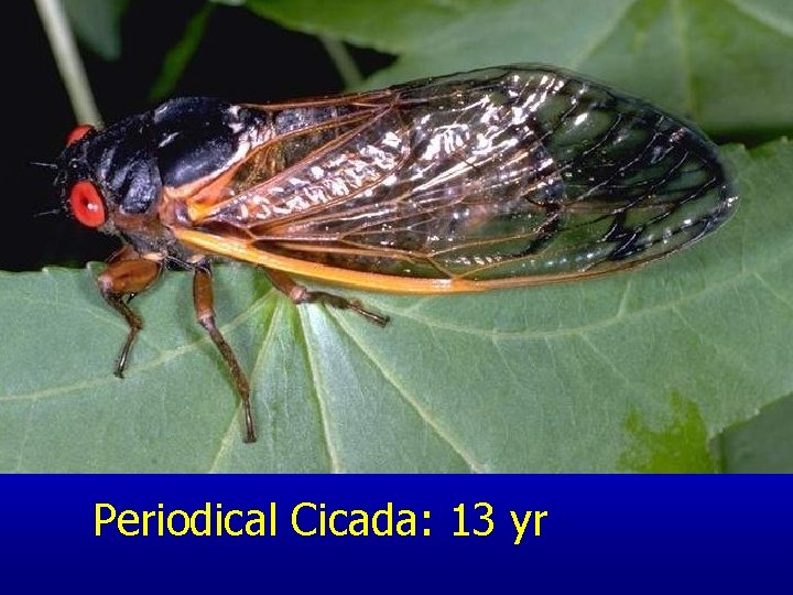 Periodical Cicada: 13 yr 