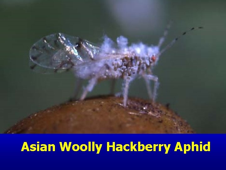 Asian Woolly Hackberry Aphid 