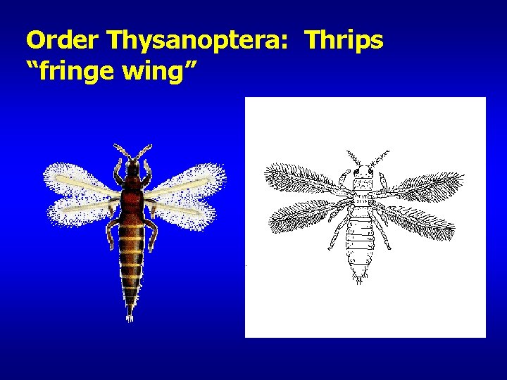 Order Thysanoptera: Thrips “fringe wing” 
