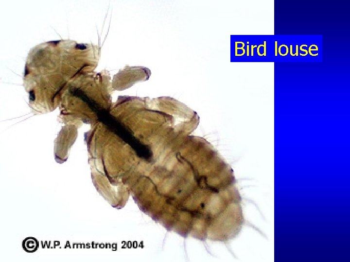 Bird louse 