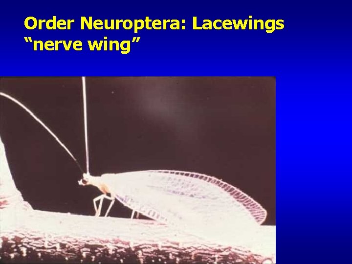 Order Neuroptera: Lacewings “nerve wing” 