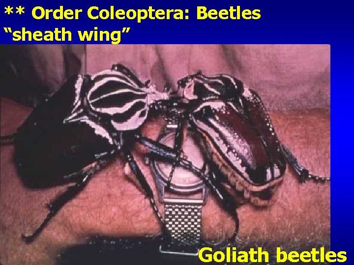 ** Order Coleoptera: Beetles “sheath wing” Goliath beetles 