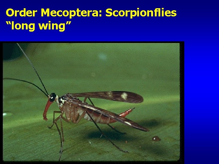 Order Mecoptera: Scorpionflies “long wing” 