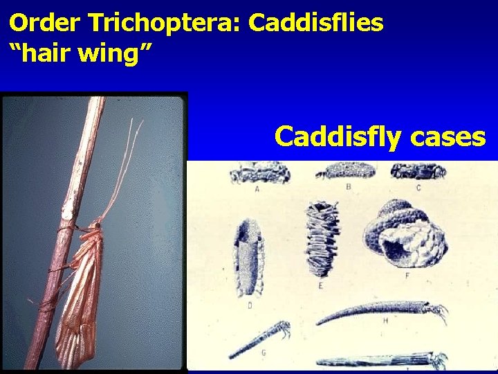 Order Trichoptera: Caddisflies “hair wing” Caddisfly cases 