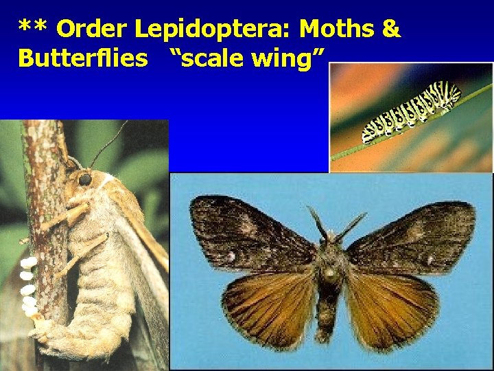 ** Order Lepidoptera: Moths & Butterflies “scale wing” 