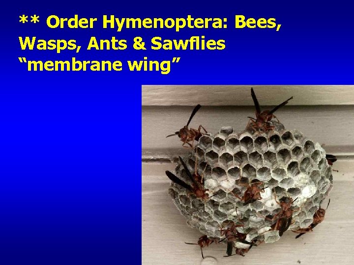 ** Order Hymenoptera: Bees, Wasps, Ants & Sawflies “membrane wing” 