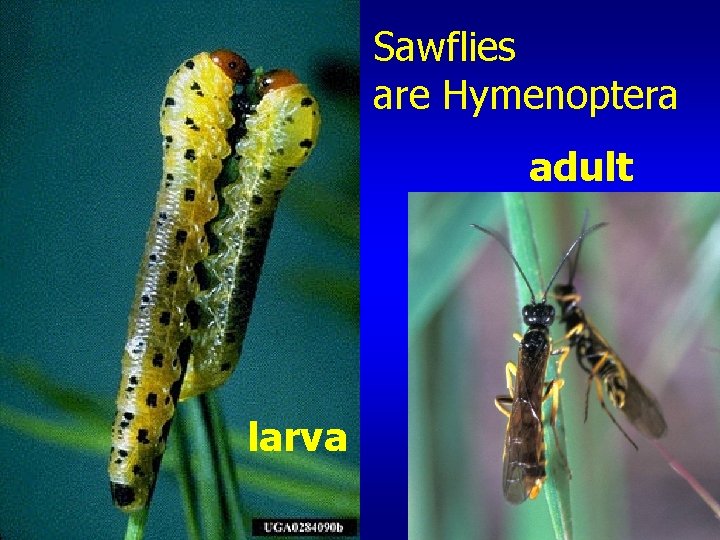 Sawflies are Hymenoptera adult larva 