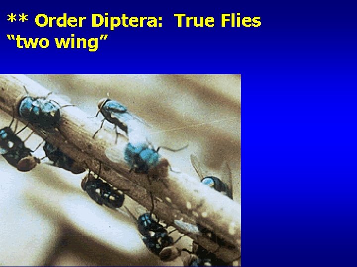 ** Order Diptera: True Flies “two wing” 