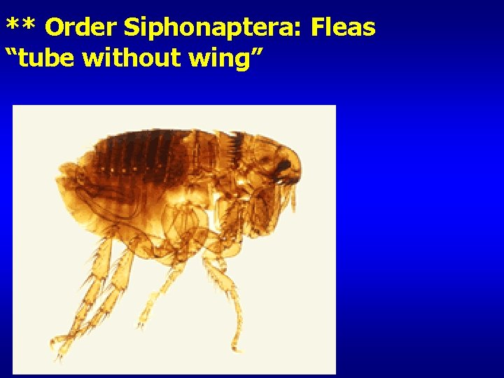 ** Order Siphonaptera: Fleas “tube without wing” 