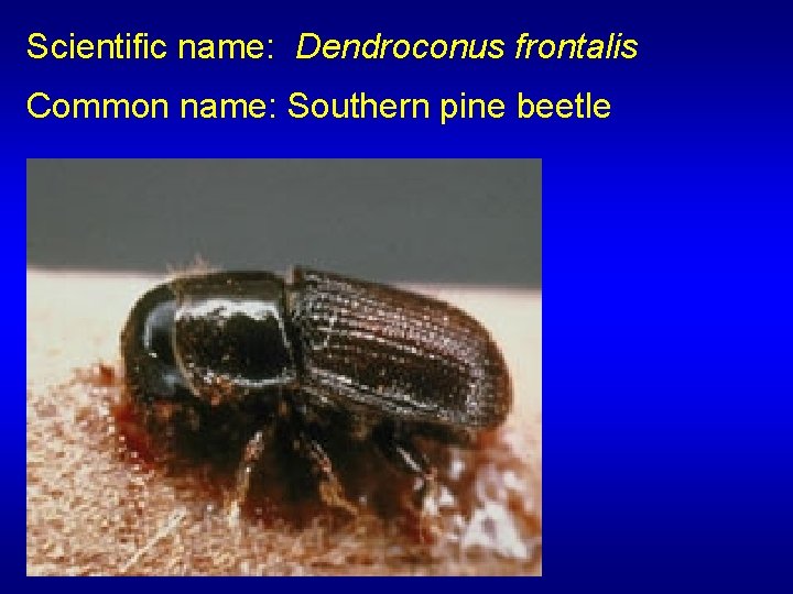Scientific name: Dendroconus frontalis Common name: Southern pine beetle 