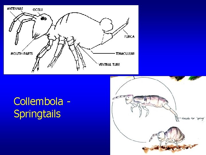 Collembola Springtails 