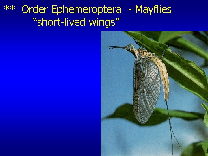 ** Order Ephemeroptera - Mayflies “short-lived wings” 