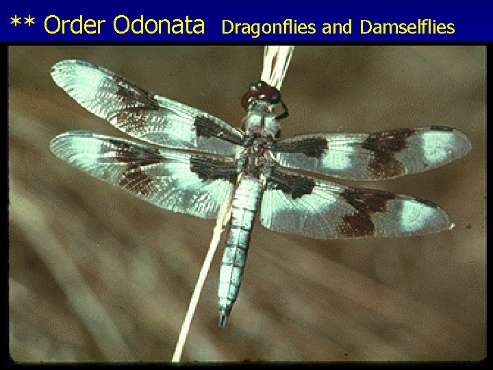 ** Order Odonata Dragonflies and Damselflies 