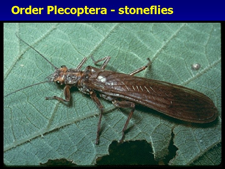 Order Plecoptera - stoneflies 