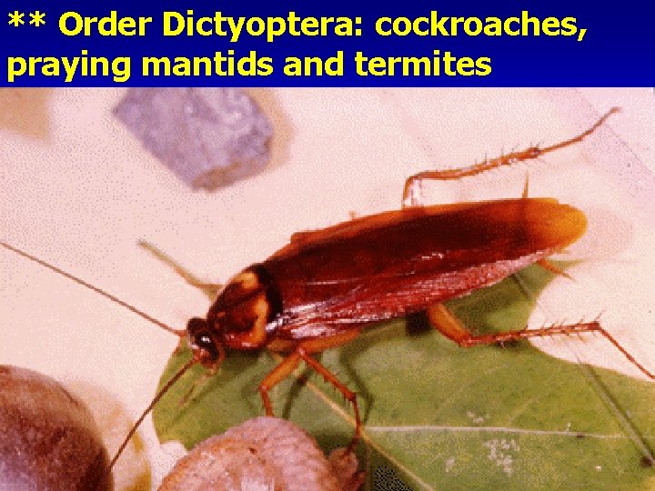 ** Order Dictyoptera: cockroaches, praying mantids and termites 