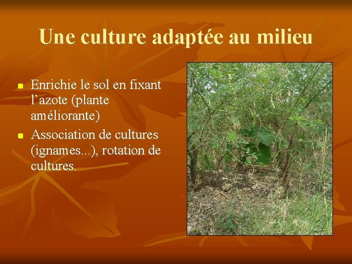 Une culture adaptée au milieu Enrichie le sol en fixant l’azote (plante améliorante) Association