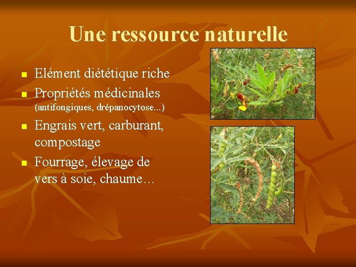 Une ressource naturelle Elément diététique riche Propriétés médicinales (antifongiques, drépanocytose. . . ) Engrais