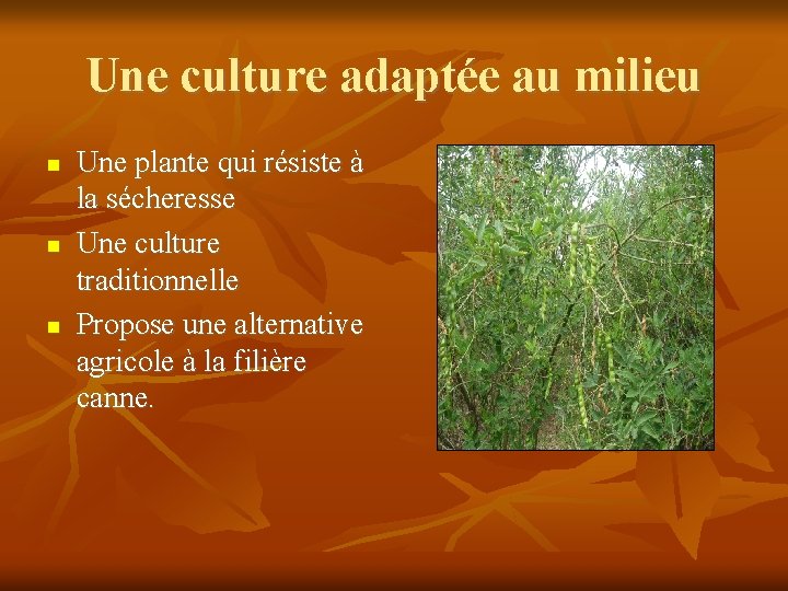 Une culture adaptée au milieu Une plante qui résiste à la sécheresse Une culture