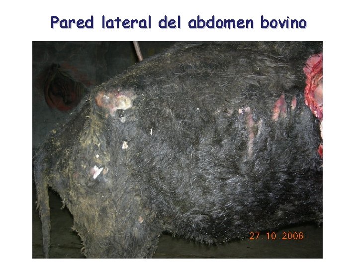 Pared lateral del abdomen bovino 