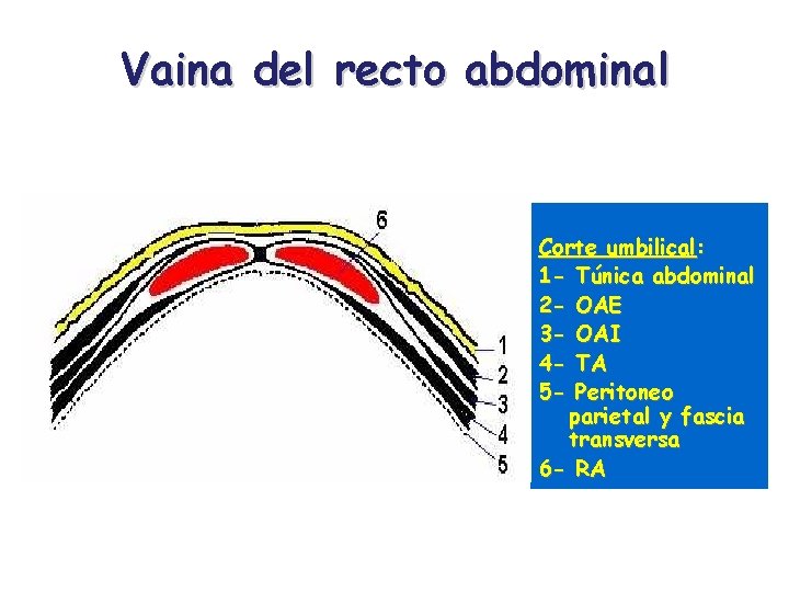 Vaina del recto abdominal Corte umbilical: 1 - Túnica abdominal 2 - OAE 3
