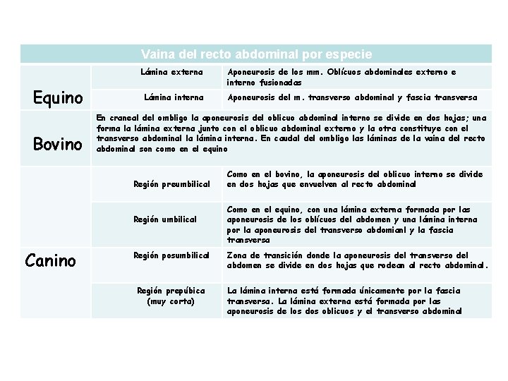 Vaina del recto abdominal por especie Lámina externa Equino Bovino Lámina interna Aponeurosis del