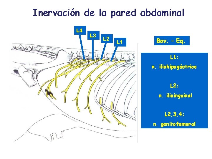 Inervación de la pared abdominal L 4 L 3 L 2 L 1 Bov.