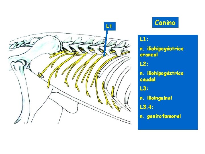 Canino L 1: n. iliohipogástrico craneal L 2: n. iliohipogástrico caudal L 3: n.