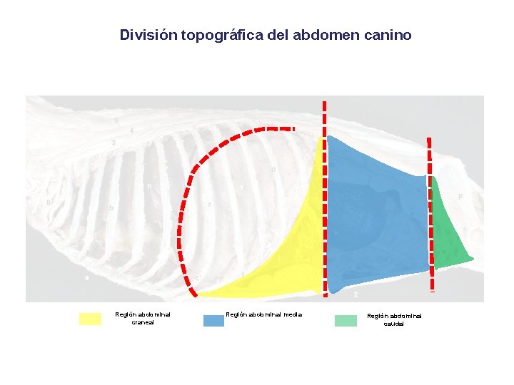 División topográfica del abdomen canino Región abdominal craneal Región abdominal media Región abdominal caudal